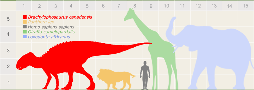brachylophosaurus-size