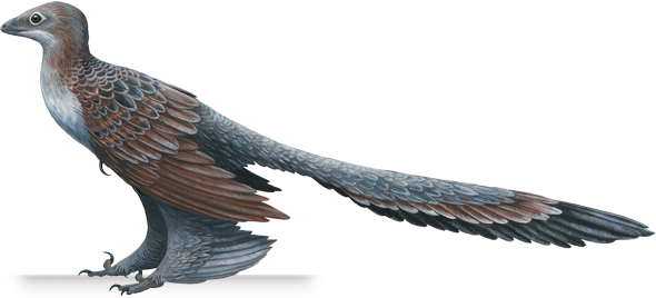 changyuraptor.png
