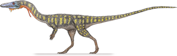 Coelophysis - Jeff Martz coelophysis