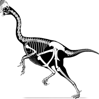 corythoraptor-head