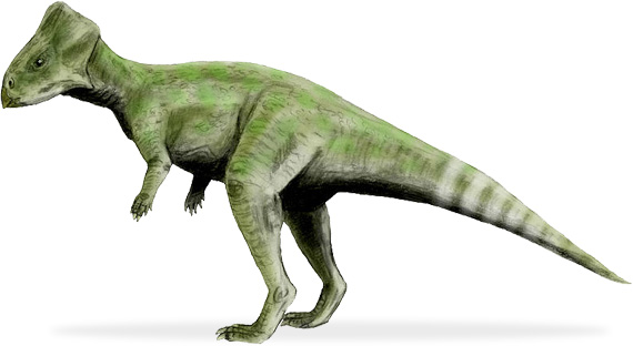 graciliceratops mongoliensis