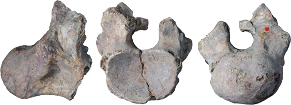 microcoelus