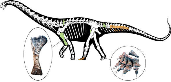 notocolossus-gonzalezparejasi.png