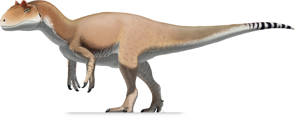allosauroidea