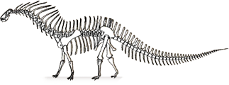 amargasaurus-skel.png