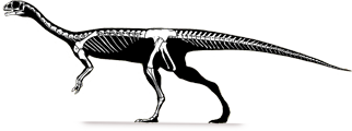 chilesaurus-skel.png