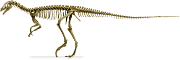 eoraptor.png