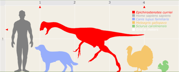Epichirostenotes size