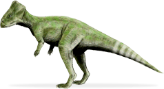 graciliceratops