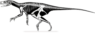 herrerasaurus