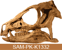 heterodontosaurus-skull