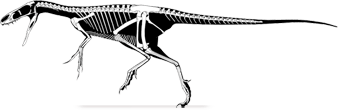 huaxiagnathus.png