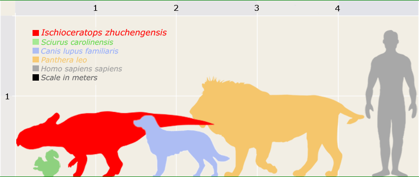 ischioceratops-size