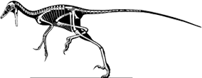 jinfengopteryx-skeleton.png