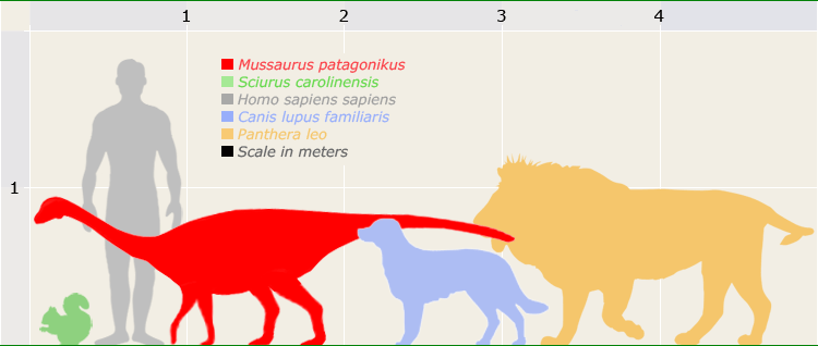 mussaurus-size.pngsize