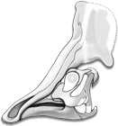 olorotitan skull