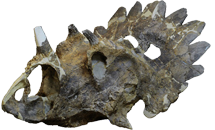 Regaliceratops holotype
