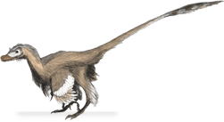 Velociraptor